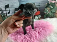 Nationwide Delivery Blk female chi, a female Chihuahua for sale in Carthage, TX – Photo 5 of 6