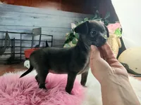 Nationwide Delivery Blk female chi, a female Chihuahua for sale in Carthage, TX – Photo 3 of 6