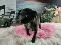Nationwide Delivery Blk female chi, a female Chihuahua for sale in Carthage, TX – Photo 2 of 6