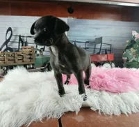 Nationwide Delivery Blk female chi, a female Chihuahua for sale in Carthage, TX – Photo 4 of 6