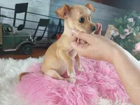 Light fawn girl chi. Hand delivery , a female Chihuahua for sale in Carthage, TX – 6 of 8