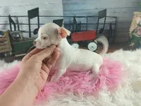 White teacup girl. Hand delivery , a female Chihuahua for sale in Carthage, TX – 7 of 8