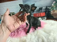 Vanillas black girl. Hand Delivery , a female Chihuahua for sale in Carthage, TX – 6 of 9