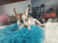 Teacup fawn white boy. Hand Delivery , a male Chihuahua for sale in Carthage, TX – 8 of 8