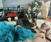 Blk white tri boy tiny Hand Delivery , a male Chihuahua for sale in Carthage, TX – 3 of 7