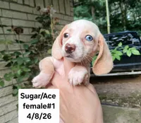 Sugars freckle nose. Hand delivery , a female Miniature Dachshund for sale in Carthage, TX – 2 of 5