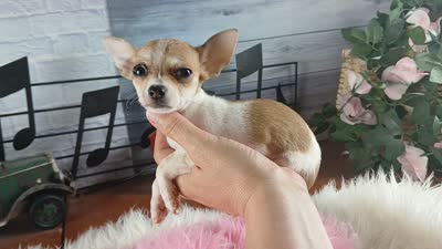 Micro teacup white fawn girl. Hand Delivery , a female Chihuahua for sale in Carthage, TX – 10 of 10