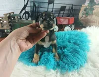 Autumns blk and tan boy. Hand Delivery , a male Chihuahua for sale in Carthage, TX – 4 of 10