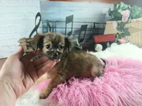 Long hair teacup girl applehead.  Hand Delivery , a female Chihuahua for sale in Carthage, TX – 2 of 7