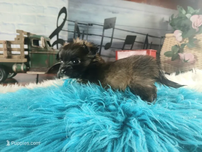 Long hair teacup dark boy. Hand Delivery  – Chihuahua puppy for sale in Carthage, TX