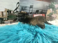 Long hair teacup dark boy. Hand Delivery , a male Chihuahua for sale in Carthage, TX – 1 of 10