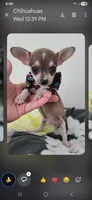 Brown tan boy. Hand Delivery , a male Chihuahua for sale in Carthage, TX – 1 of 7