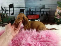 Sugars red girl. Hand delivery , a female Miniature Dachshund for sale in Carthage, TX – 6 of 6