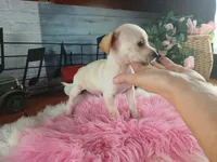 White Chi girl 2. Hand delivery, a female Chihuahua for sale in Carthage, TX – 6 of 7