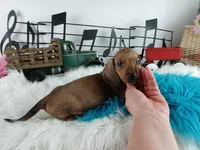 Sylvia's red boy, a male Miniature Dachshund for sale in Carthage, TX – Photo 4 of 4