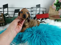 Sylvia's red boy, a male Miniature Dachshund for sale in Carthage, TX – Photo 2 of 4