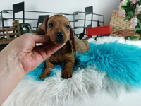 Sylvia's red boy, a male Miniature Dachshund for sale in Carthage, TX – Photo 1 of 4