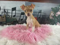Teacup fawn girl white 2, a female Chihuahua for sale in Carthage, TX – 5 of 10