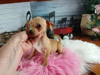 Autumns fawn girl. Hand Delivery , a female Chihuahua for sale in Carthage, TX – 8 of 10