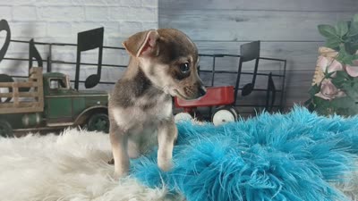 Brown and tan Chi boy. Hand delivery, a male Chihuahua for sale in Carthage, TX – 7 of 7