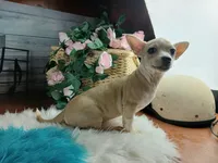 Nationwide Delivery-Cece's fawn white boy2, a male Chihuahua for sale in Carthage, TX – Photo 4 of 6