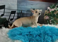 Nationwide Delivery-Cece's fawn white boy2, a male Chihuahua for sale in Carthage, TX – Photo 2 of 6