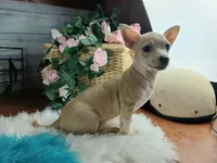 Nationwide Delivery-Cece's fawn white boy2, a male Chihuahua for sale in Carthage, TX – Photo 5 of 6