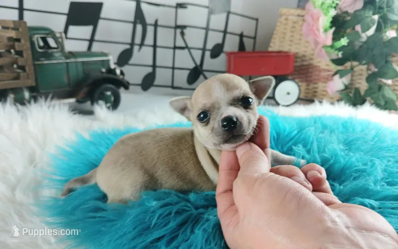 Nationwide Delivery-Cece's fawn white boy2, a male Chihuahua for sale in Carthage, TX – Photo 1 of 5
