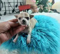 Nationwide Delivery-Cece's fawn white boy2, a male Chihuahua for sale in Carthage, TX – Photo 5 of 5