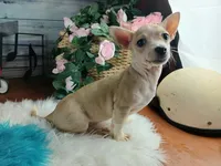 Nationwide Delivery-Cece's fawn white boy2, a male Chihuahua for sale in Carthage, TX – Photo 1 of 6