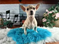 Nationwide Delivery-Cece's fawn white boy2, a male Chihuahua for sale in Carthage, TX – Photo 3 of 6