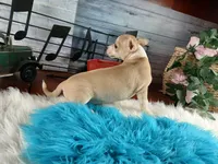 Nationwide Delivery-Cece's fawn white boy2, a male Chihuahua for sale in Carthage, TX – Photo 6 of 6