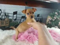 Red fawn girl chi. Hand delivery , a female Chihuahua for sale in Carthage, TX – 5 of 6