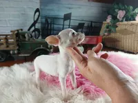 Vanillas tiny white girl. Hand Delivery , a female Chihuahua for sale in Carthage, TX – 5 of 8