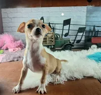 Hand delivery. Popcorn white dot chihuahua, a male Chihuahua for sale in Carthage, TX – 4 of 7