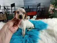 Sugar's white red dapple boy. Hand delivery, a male Miniature Dachshund for sale in Carthage, TX – 6 of 7