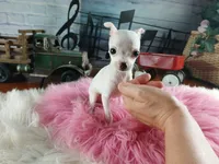 Vanillas tiny white girl. Hand Delivery , a female Chihuahua for sale in Carthage, TX – 6 of 8