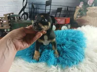 Autumns blk and tan boy. Hand Delivery , a male Chihuahua for sale in Carthage, TX – 6 of 10