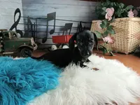 Suzies black n tan boy. Hand Delivery , a male Miniature Dachshund for sale in Carthage, TX – 5 of 6