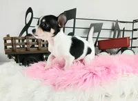 Teacup Chihuahuas-Delivery, a female Chihuahua for sale in Carthage, TX – Photo 2 of 7