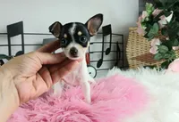 Teacup Chihuahuas-Delivery, a female Chihuahua for sale in Carthage, TX – Photo 6 of 7