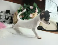 Teacup Chihuahuas-Delivery, a female Chihuahua for sale in Carthage, TX – Photo 7 of 7