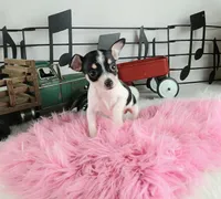 Teacup Chihuahuas-Delivery, a female Chihuahua for sale in Carthage, TX – Photo 4 of 7