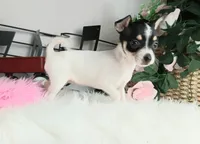 Teacup Chihuahuas-Delivery, a female Chihuahua for sale in Carthage, TX – Photo 3 of 7