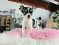Teacup Chihuahuas-Delivery, a female Chihuahua for sale in Carthage, TX – Photo 1 of 7