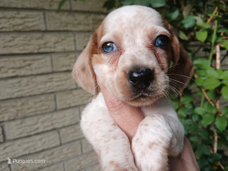 Sugar's white red dapple boy. Hand delivery – Miniature Dachshund puppy for sale in Carthage, TX