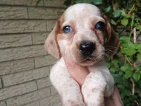 Sugar's white red dapple boy. Hand delivery, a male Miniature Dachshund for sale in Carthage, TX – 5 of 7