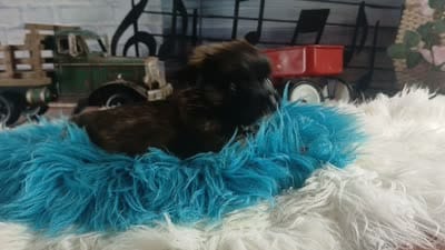 Long hair teacup dark boy. Hand Delivery , a male Chihuahua for sale in Carthage, TX – 10 of 10