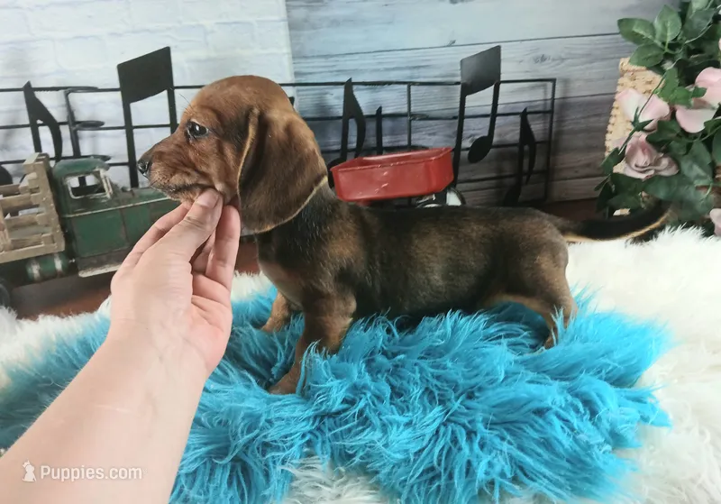 Gloria's wild boar lighter. Hand delivery – Miniature Dachshund puppy for sale in Carthage, TX
