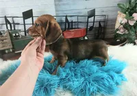 Gloria's wild boar lighter. Hand delivery, a male Miniature Dachshund for sale in Carthage, TX – 1 of 3